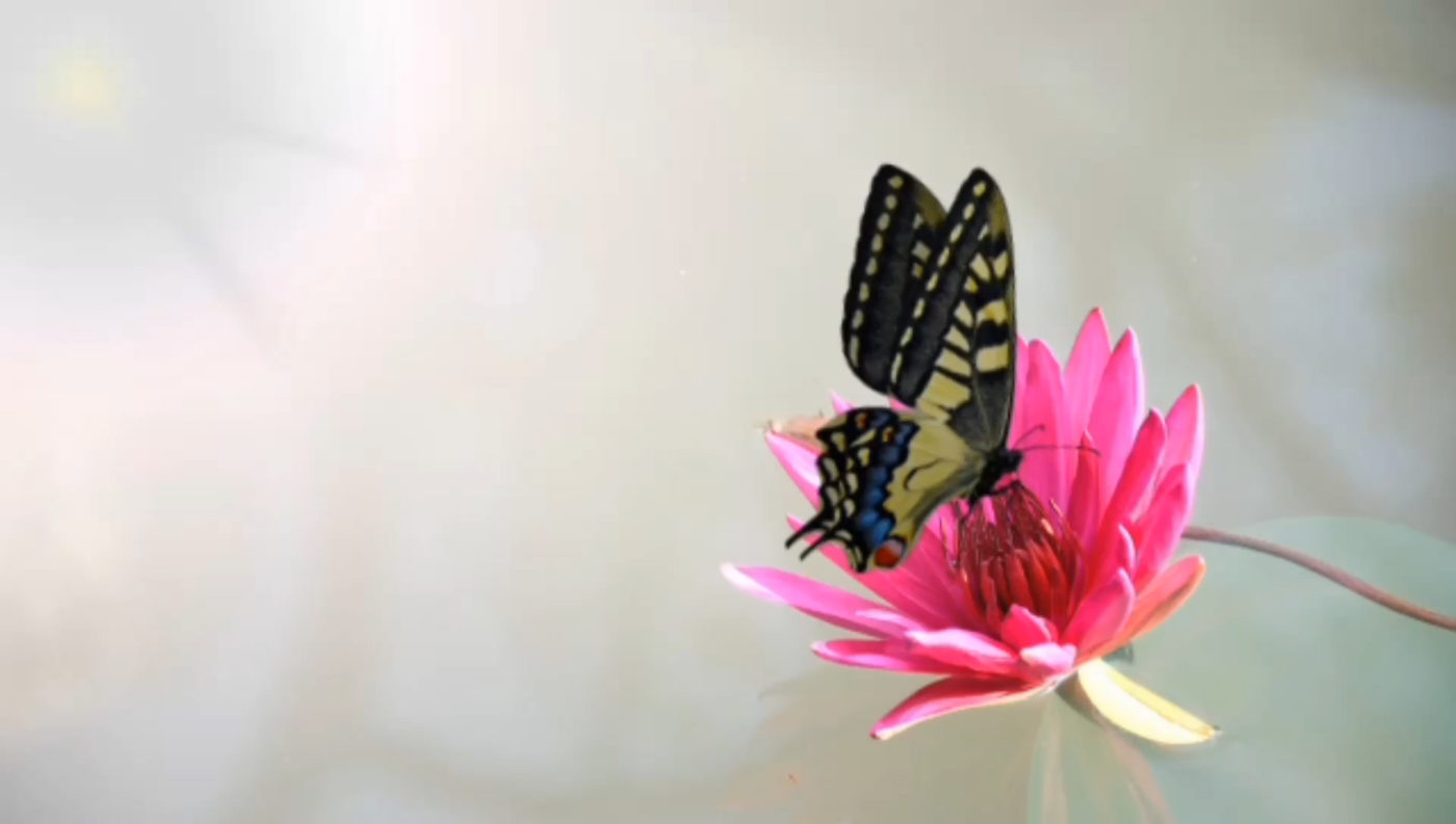 Yellow and black butterfly on a pink flower with a gray but sunny background (Sufism on Human Potential)
